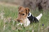 FOX TERRIER 589